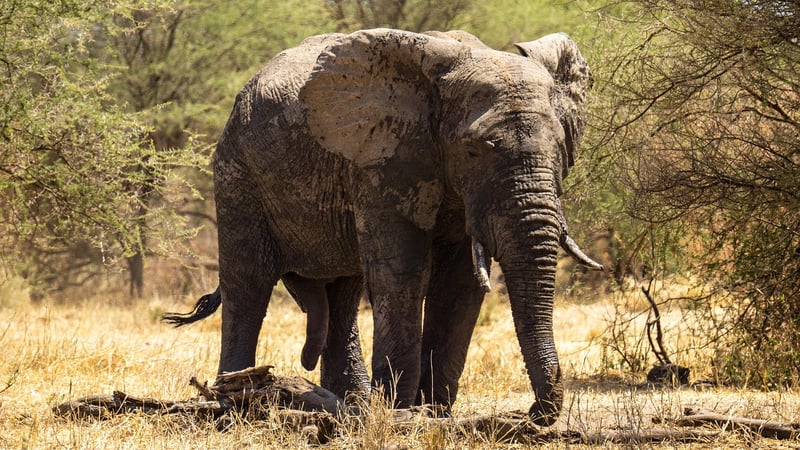 Serengeti Under Canvas, Tanzania